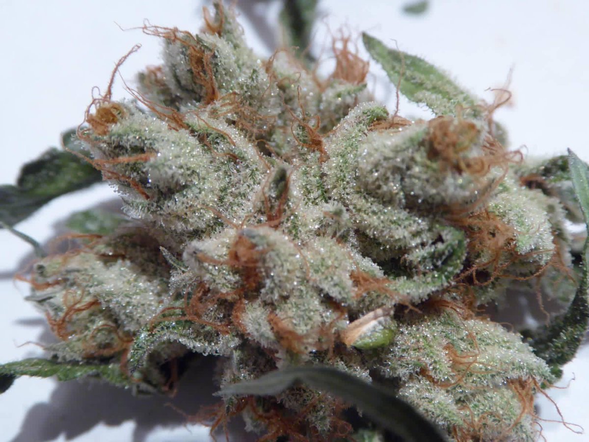 Ritual Seeds tweet media