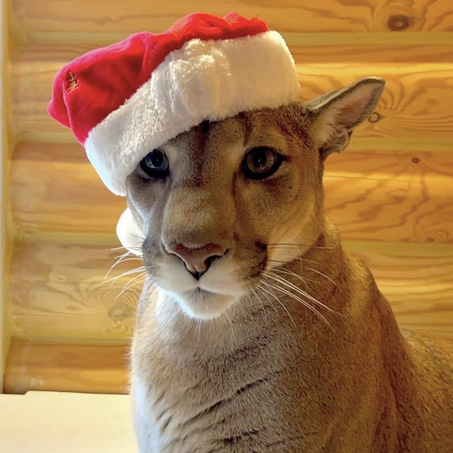 feeling festive and jolly