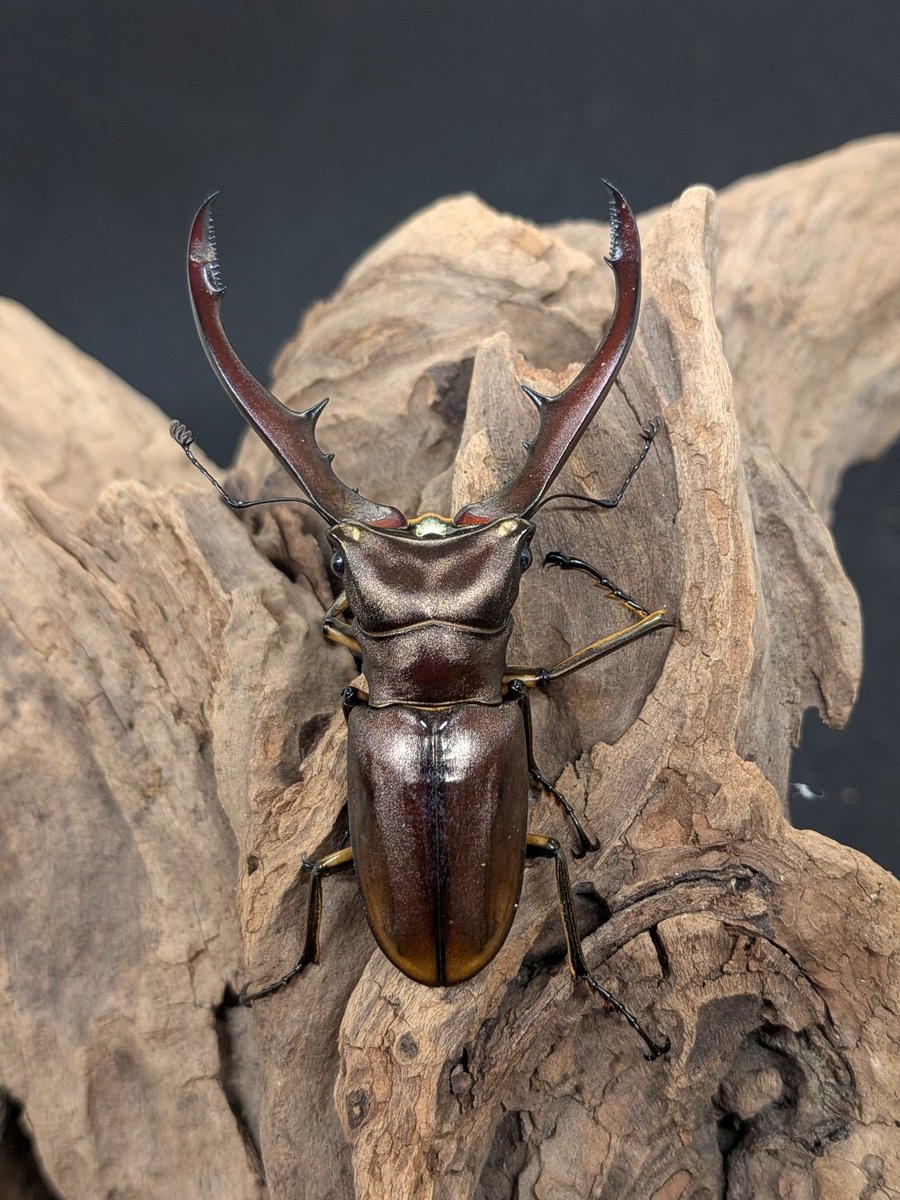 クワカブ好き hq720.jpg?sqp=-