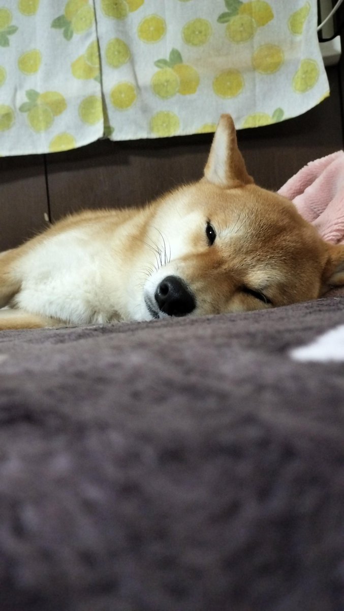 柴犬が好き Home - 柴犬が好きすぎる