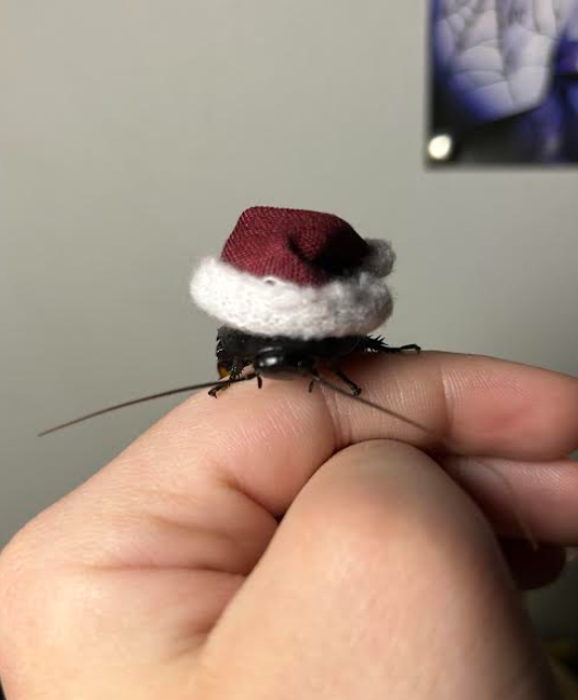 thesoggiest's tweet image. everyroach is jolly this year