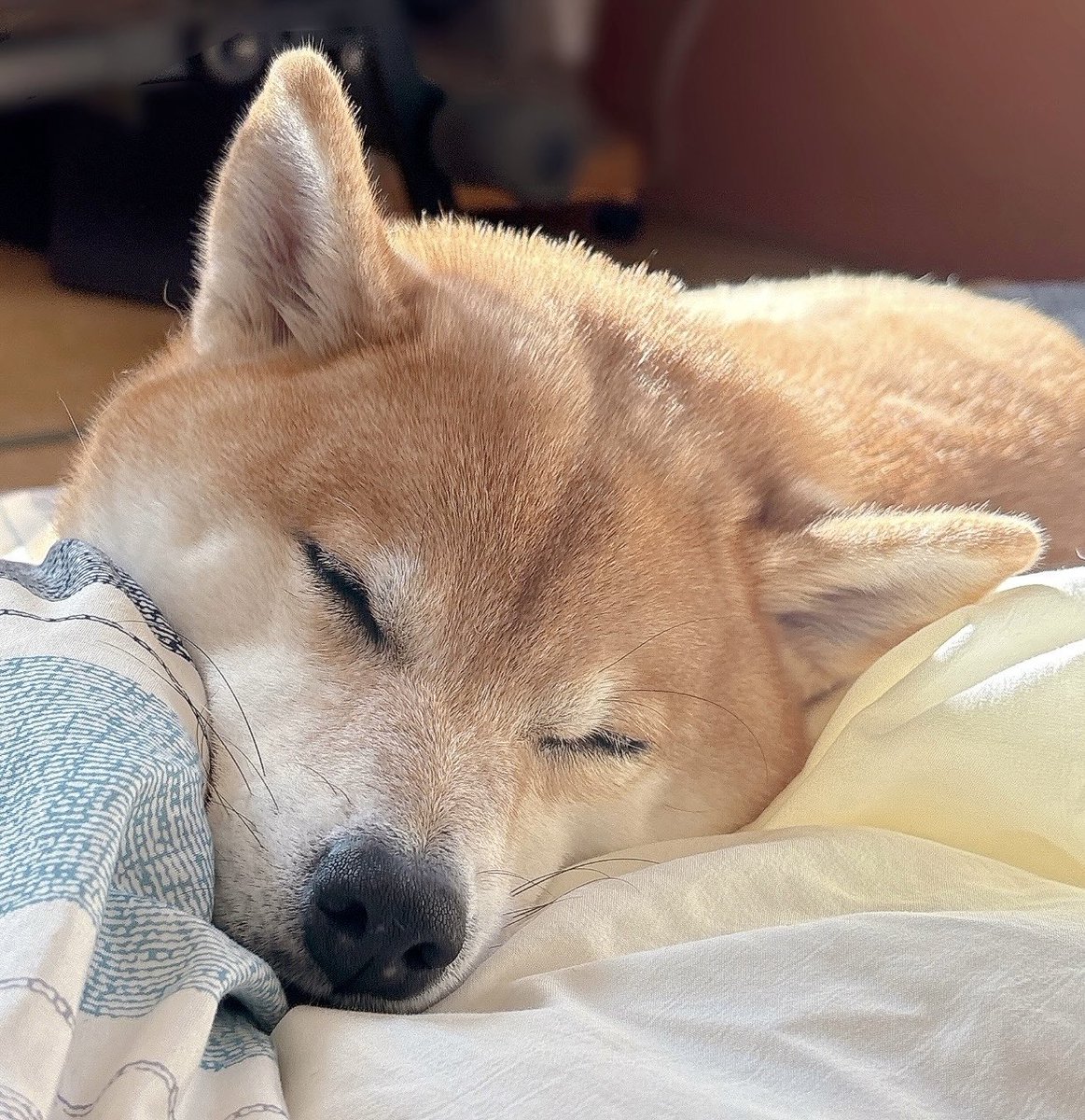柴犬むぎ 柴犬むぎ (@shiba_inu_mugi) / Posts / X