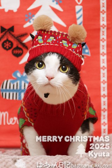 はっちゃん (@hatchan_nikki) / Posts / X