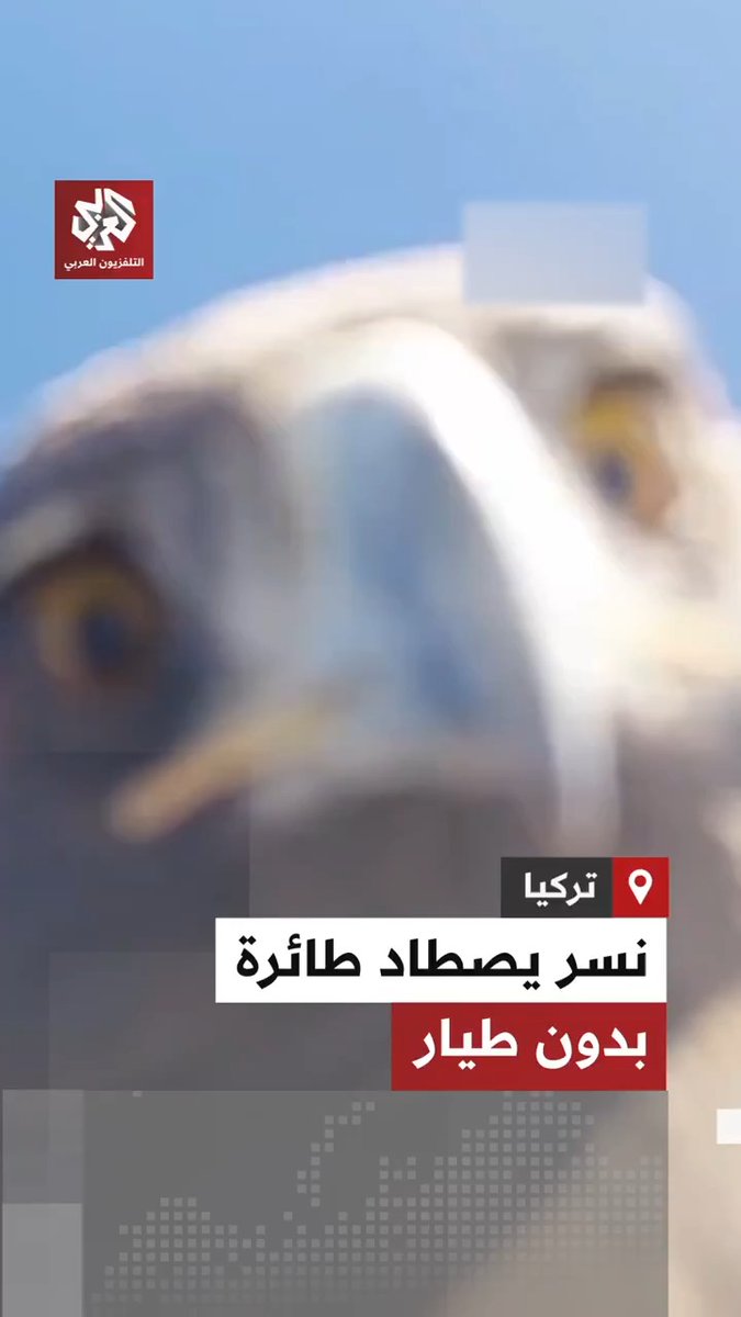 نسر يصطاد طائرة درون قبل تركها على ارتفاع 3 آلاف متر حيث اضطر أصحابها إلى التسلق نحو 6 ساعات لاستعادتها لكن المفاجأة كانت بالتسجيل الذي وجدوه بداخلها 