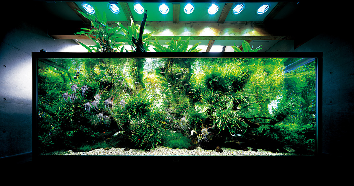 アクアデザインアマノ ADA (@ADA_Japan) / Posts / X