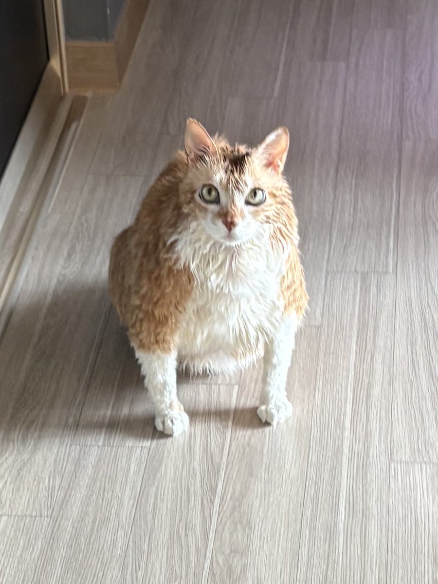 navi_mang's tweet image. 