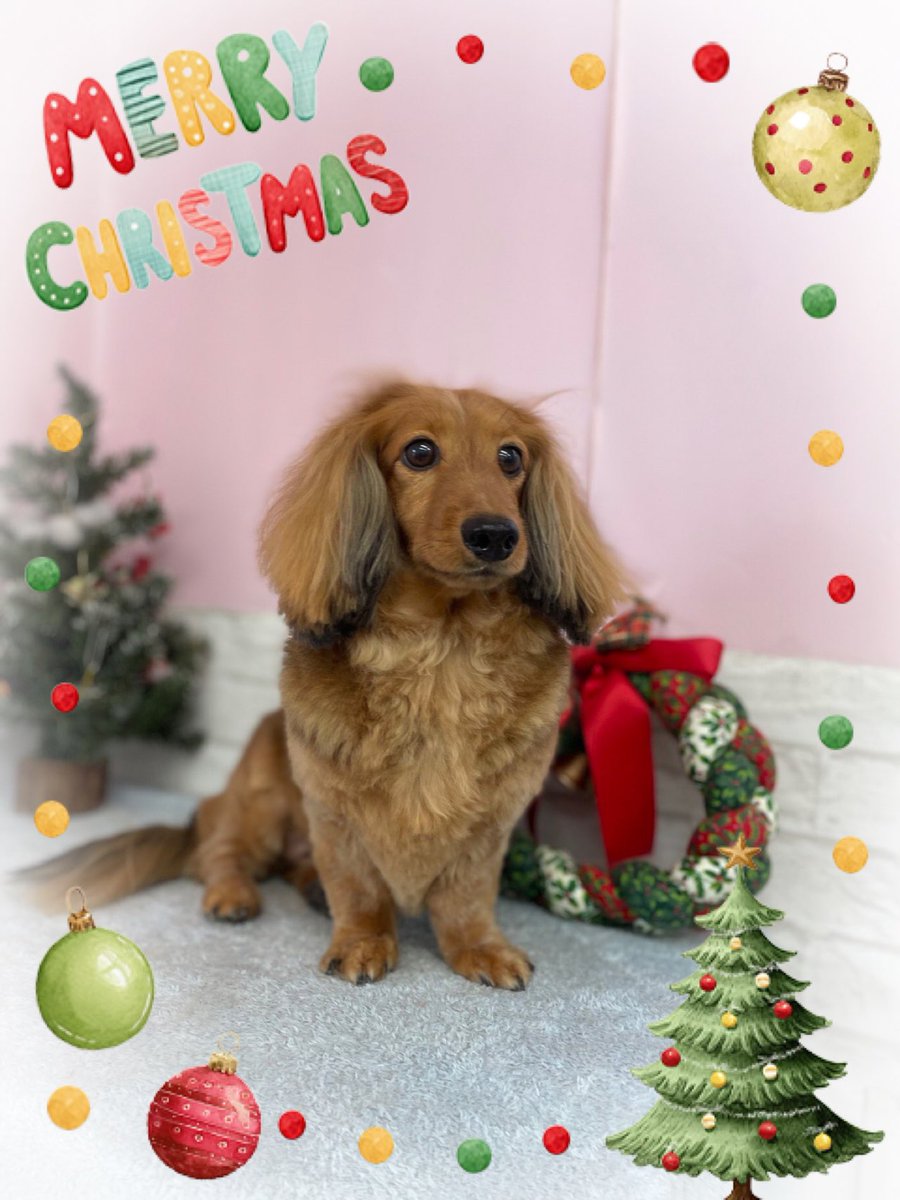🎄Merry Christmas🎄
サンちゃん家は今夜、つむ兄ちゃんたちとクリスマスパーティー🎉
みんなのクリスマスが素敵なものになりますように✨

🐶『Merry Christmas🎄みんなのところにもサンタさんが来ますように🎅✨』
#ミニチュアダックス #愛犬サンちゃん #犬好きさんと繋がりたい #クリスマス