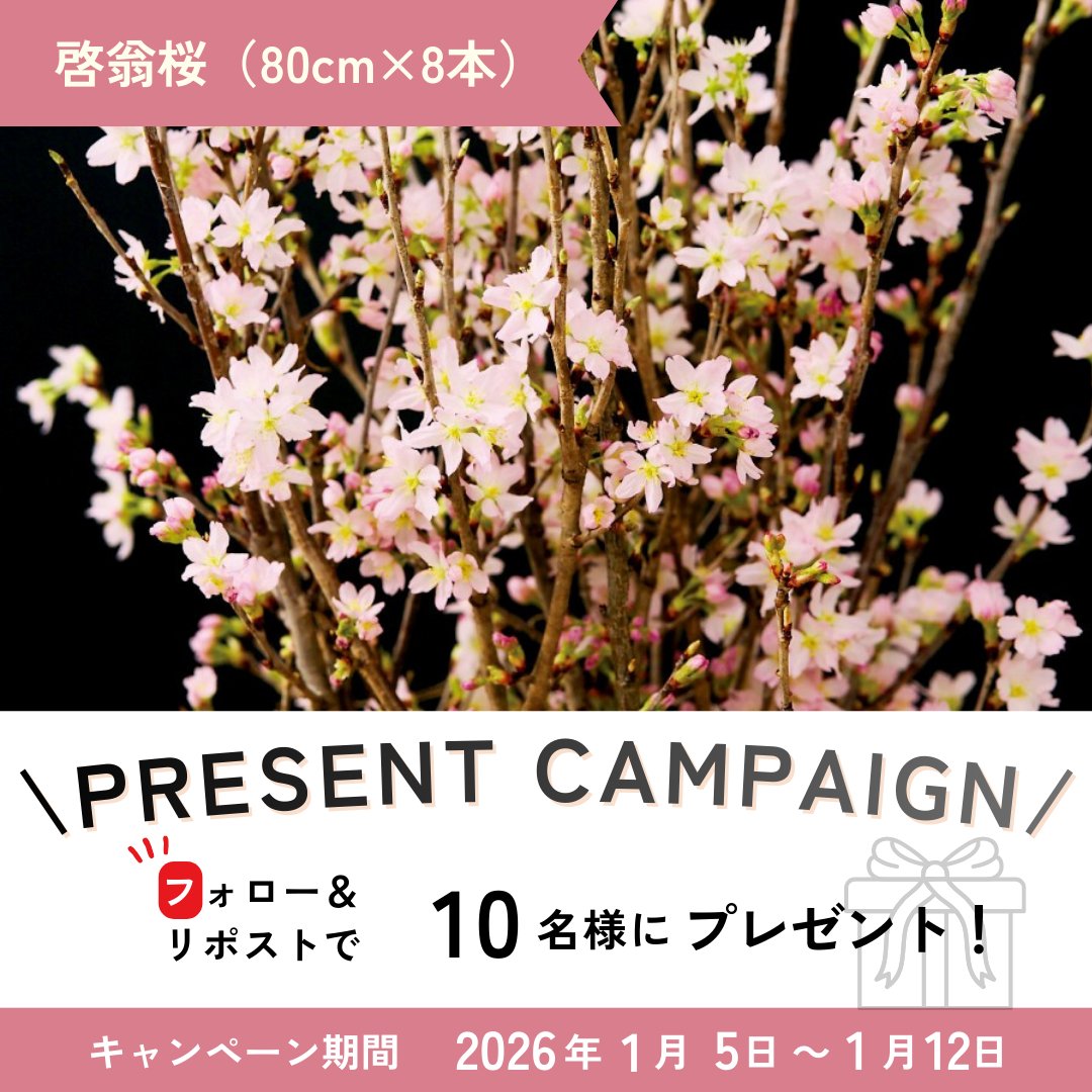 jagroupyamagata's tweet image. 🎁お知らせ🎁
「啓翁桜（80cm×8本）」が抽選で当たる！

「冬に咲く桜」として知られる「啓翁桜」は、山形県が生産量全国一位を誇ります✨
促成栽培の技術により真冬でもかわいらしい花が咲きそろい、新年を華やかに彩ってくれます🎍🌅
山形から一足早い春の便りをどうぞ🌸

【応募方法】…
