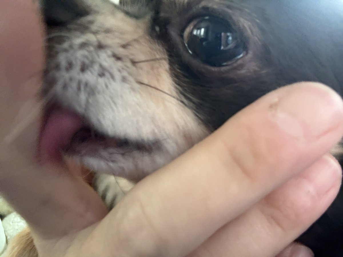 ケーキ買って来たよ〜🎂

やった〜父〜かっこいい😎

知ってる✌️

美味しい〜アーニャ苺食べる〜🍓

・・・🐶

Roy君のもあるよ👍
主〜🐶

うまウマウマうまいワーン🐶

Roy落ち着きなさい😠

パクパク・・

主〜もっとよこすワーン🐶

ひーっ😱

Roy君に襲われる

父〜逃げて〜😳

マテヌシー🐶👹