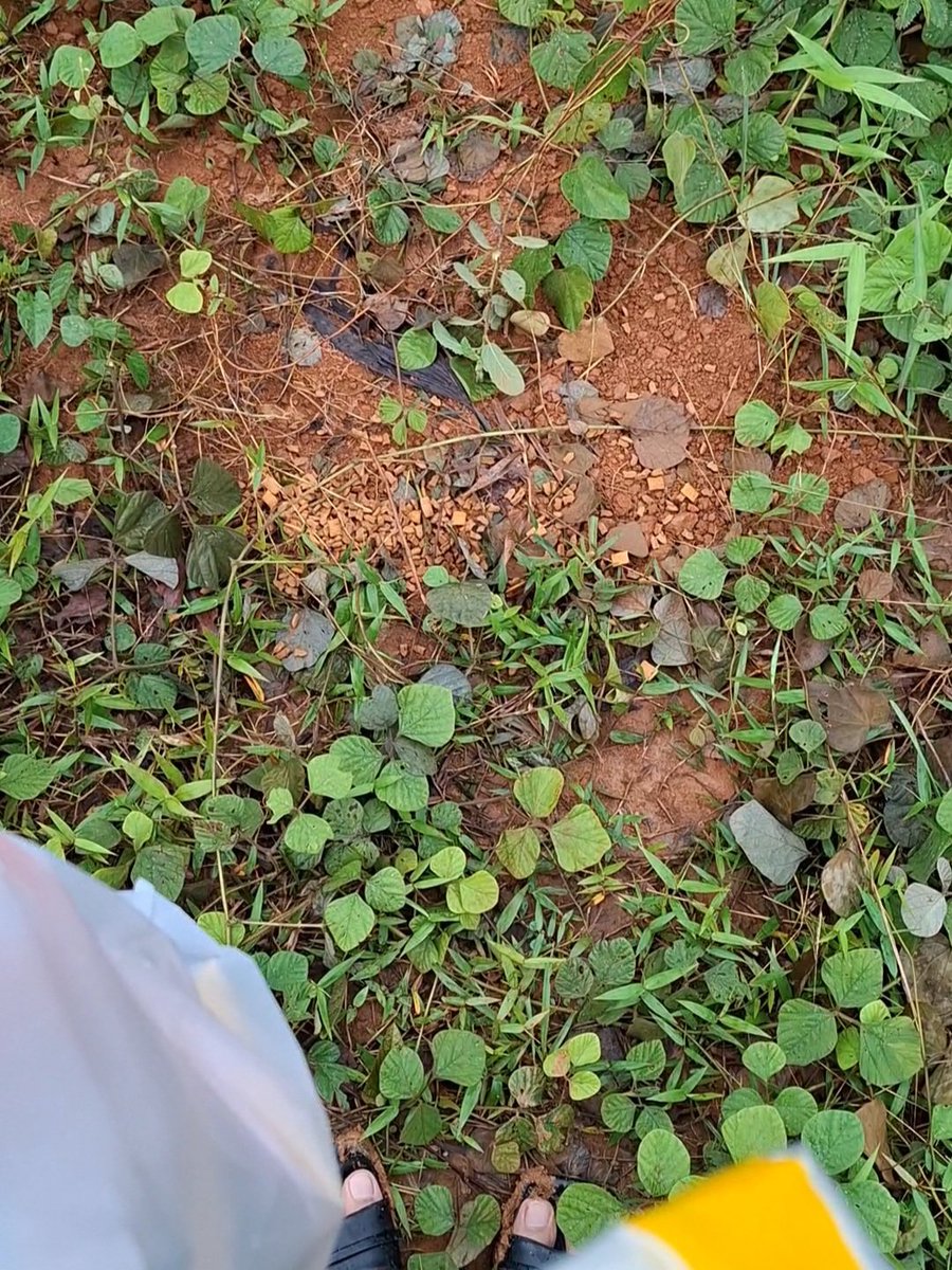 auliandr_'s tweet photo. Semalem hujan deres banget, semoga Cimol ga kedinginan ya. Aku minta maaf lagi..
Aku gaakan lupain Cimol. Karna sekarang Cimol udah gabisa datengin aku lagi, gantian aku yg dateng ke Cimol yaa https://t.co/i2K4jARfWJ