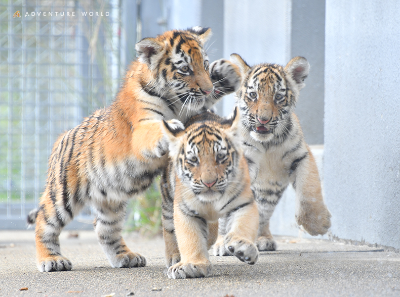 aws_official's tweet photo. ＼ついに親子でお披露目！🐯／
2025年7月15日に誕生した生後5か月のアムールトラの赤ちゃん3頭と母親の一般公開を2025年12月26日(金)より金、土、日、祝日限定で開始いたします！

母親が育児に専念できるよう、誕生から現在までバックヤードで暮らしておりました。
今年10月よりサファリワールドで過ごせるよう練習を重ね、このたびデビューの運びとなりました。
ケニア号にご乗車いただくことで、サファリワールドで暮らす親子の様子をご覧いただけます♪