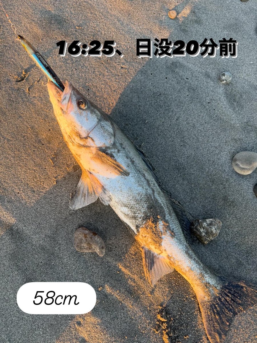 BKatumoto's tweet photo. 夕まずめ2時間で💦こんなことあるんですね！40cm以上のヒラメ釣ったことないので、次は寒鮃希望！#シーバス　#鱸 https://t.co/ttkBXHdrQV