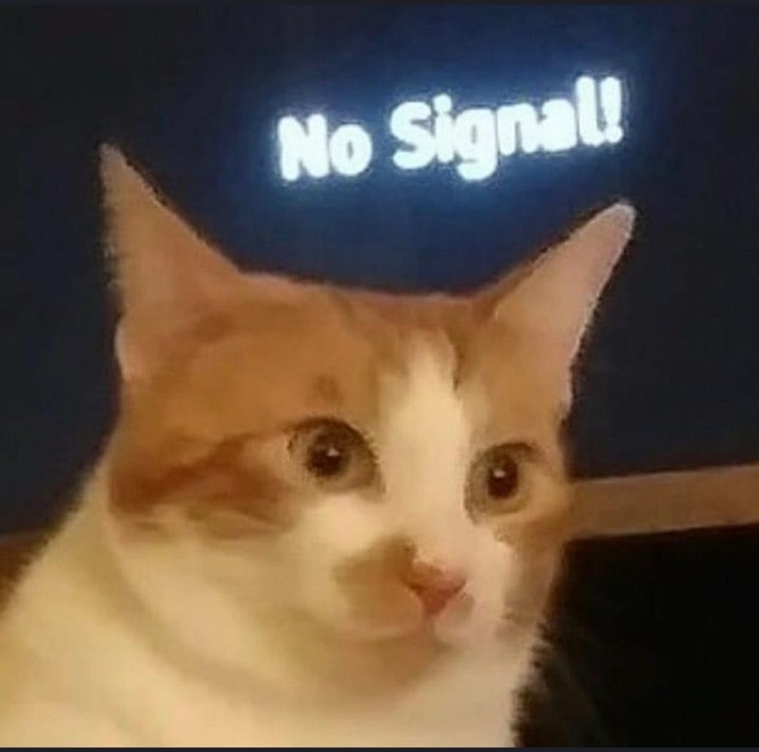 smol silly cat (@catsillyness) on Twitter photo 