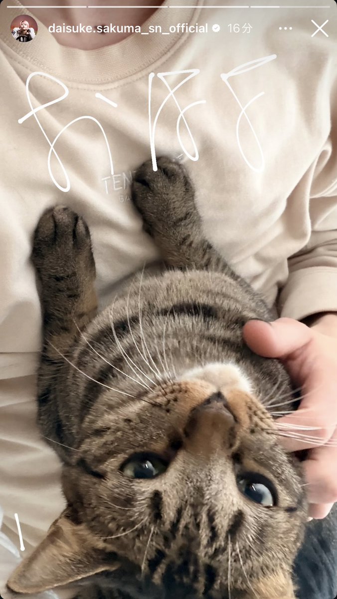 Post by あやうさ on X: おはよ🐈‍⬛