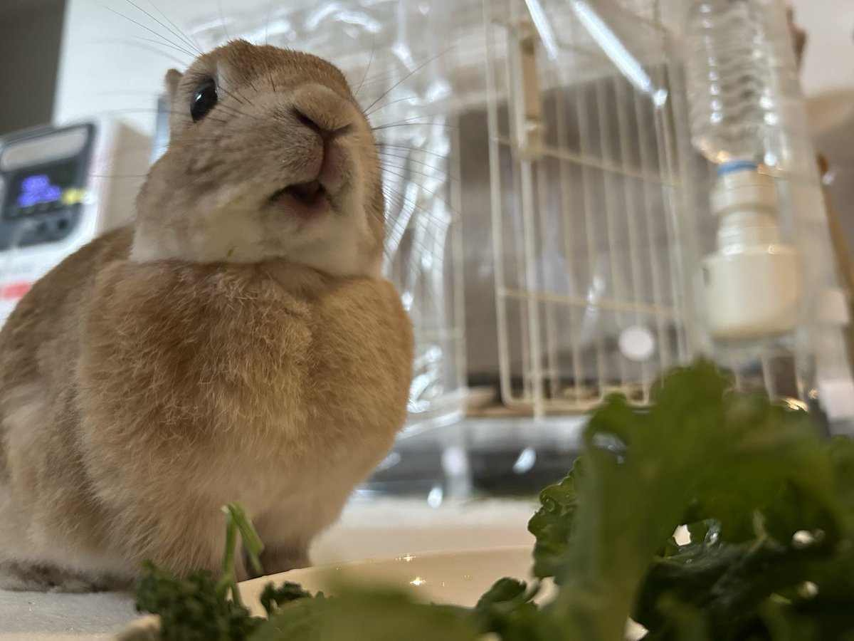 Post by うさぎちゃん on X: 🎶