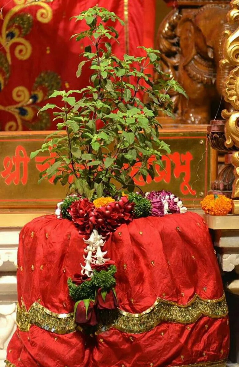 तुलसी-पूजन कीजिए , रख गीता को हाथ..!
निज अस्तित्व न खोइए, रहे संस्कृति साथ..!
✨❤️

#तुलसी_पूजन_दिवस 
##तुलसी_पूजन_दिवस