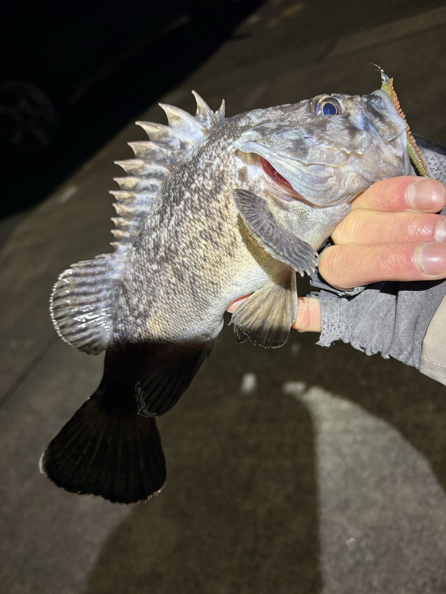 yu_87c's tweet photo. お昼過ぎからアイナメ→ナイトロック→ヤリイカリレー🦑
まずまず釣れました👌
この時期の夜釣りはもう風があると耐えれないね…歳かな…🧑‍🦲 https://t.co/qxenGS8cme
