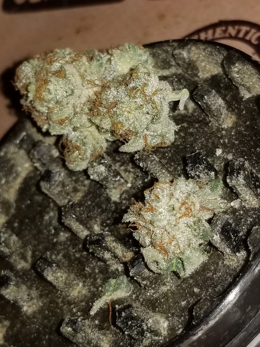 PauLLFiNeSSe's tweet image. Dirt cookies. 🌱 Caked  sweet cookies taste- strong uplifting high ⛽ burnin great flavor throughout...grown by @JeuGreen 💪🫡
#RTG