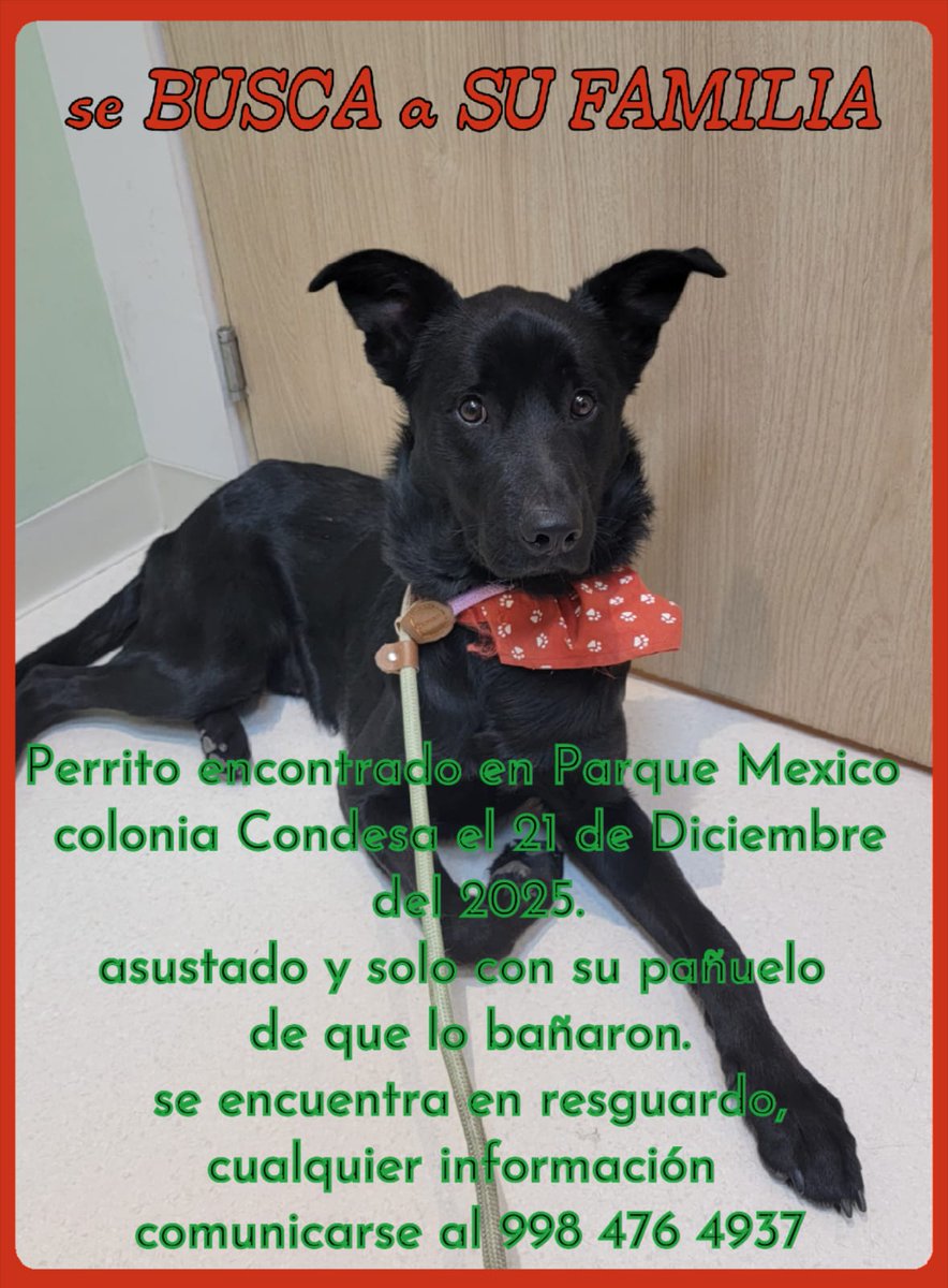 fernanda_romehi's tweet photo. #Perdido 
Ayúdenos a difundir para encontrar a su familia. Lo encontraron en el parque México #Condesa, por favor su #Ayuda para encontrar a su familia
#macho #ParqueMexico #PerritoPerdido #PerritoEncontrado 
@condesa https://t.co/ldDf4PEGlt