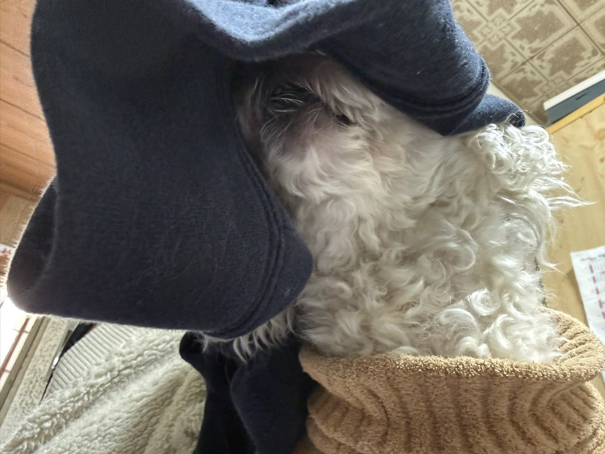 asm_makosa's tweet photo. ……？？？？笑

自分で被ってた🤭🤭

 #トイプードル
 #犬のいる暮らし 
 #犬好きな人と繋がりたい https://t.co/mPn0Q8JaBb