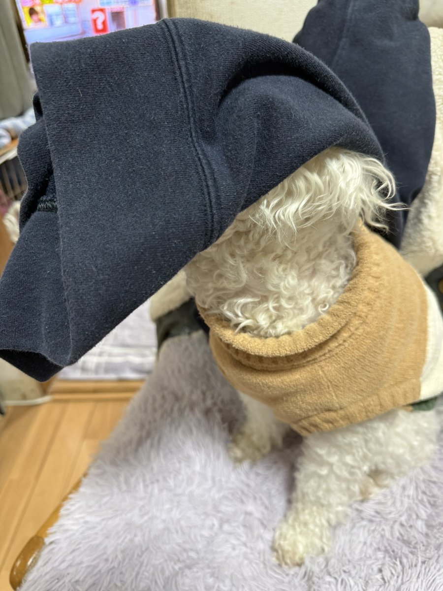 asm_makosa's tweet photo. ……？？？？笑

自分で被ってた🤭🤭

 #トイプードル
 #犬のいる暮らし 
 #犬好きな人と繋がりたい https://t.co/mPn0Q8JaBb