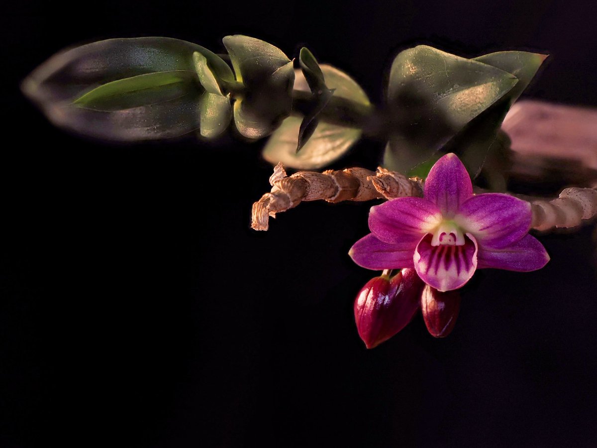 蘭丸 鬱罹患中 もォやだ！ (@RanmaruZooBoy) / Posts / X