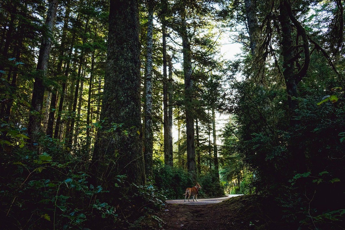 My dog Cin in the wild