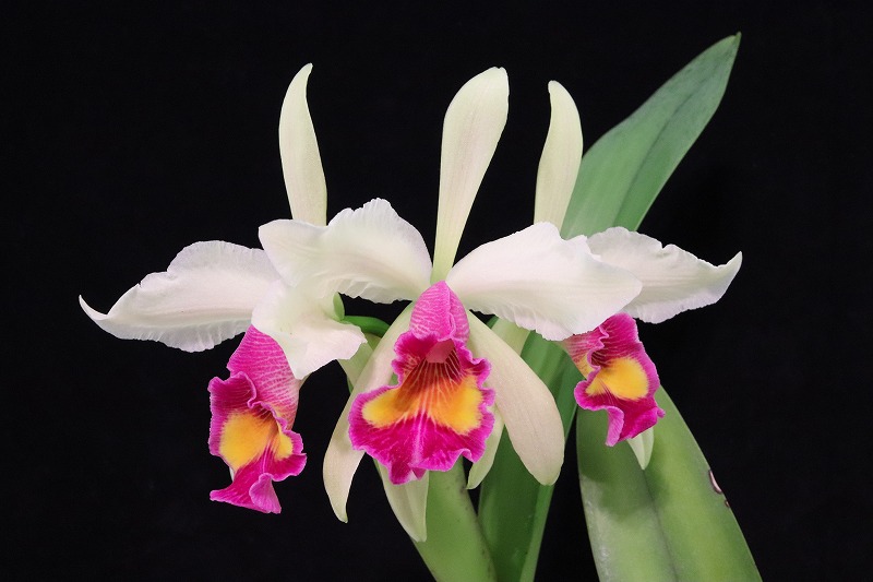 NK】 (@nknk81191345) / Posts / X