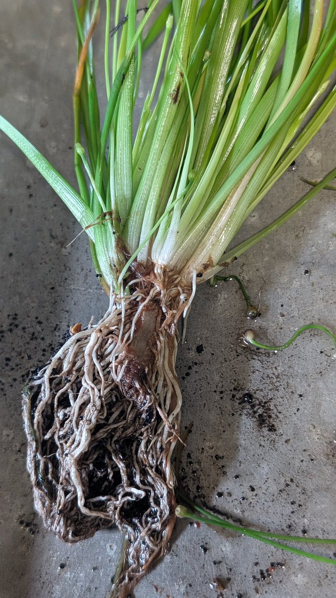 八丈島の未同定ホシクサ属、鉢に水通ししてたら浮力で抜けてしまった