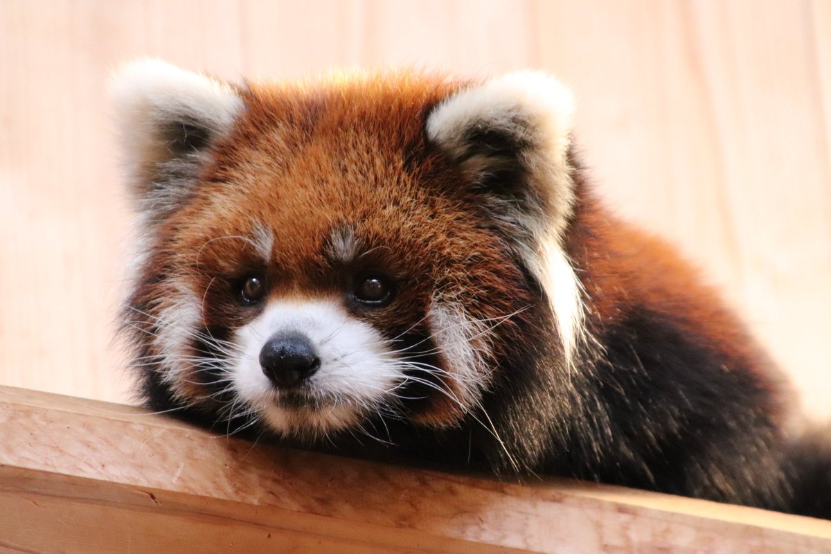 専用品です◡̈⃝︎⋆︎* シール配りjoy93 (@joy93_redpanda) / Posts / X