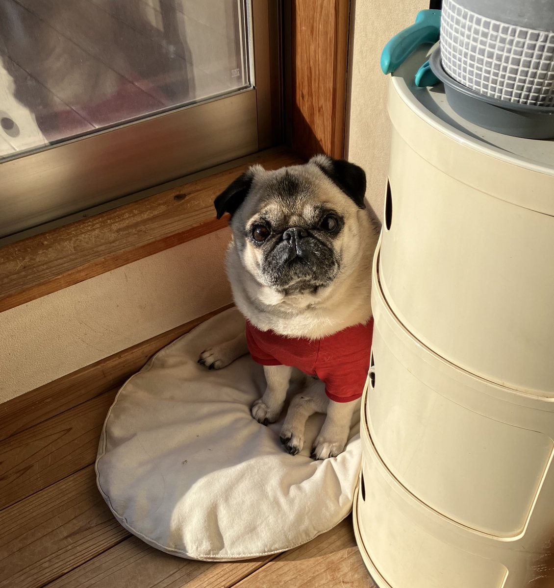 あっ、いたいた😅 日向を求めて家庭内ジプシーなろくさん🧳 #パグ #pug