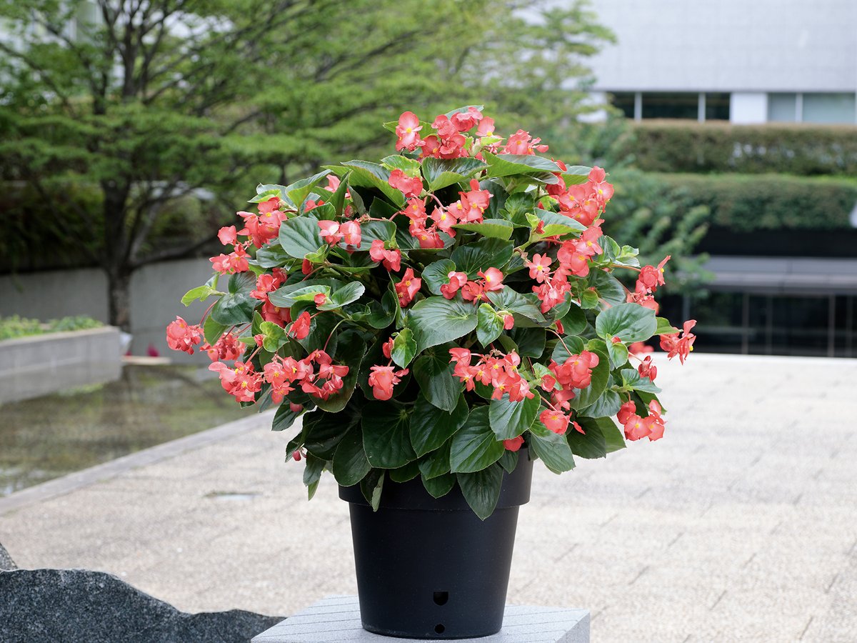 サカタのタネ_Seedfun.【公式】 (@sakatanotane_jp) / Posts / X