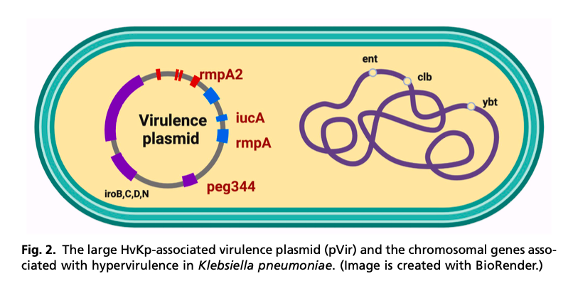 AliSMV7's tweet photo. Current Management Strategies for Hypervirulent Klebsiella

https://t.co/moVpGFGzKE https://t.co/6dStDrdyYU