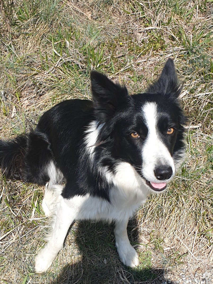 Philippine ma bergère 💓
Bonjour les amis, je l’aperçois la haut il se rapproche!. 🎅 bonne journée .