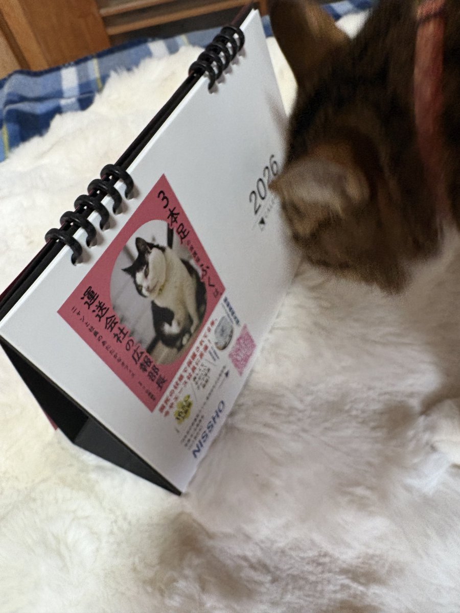 3本足の保護猫ふく😼広報部長 (@fuku_bucho_cat) / Posts / X