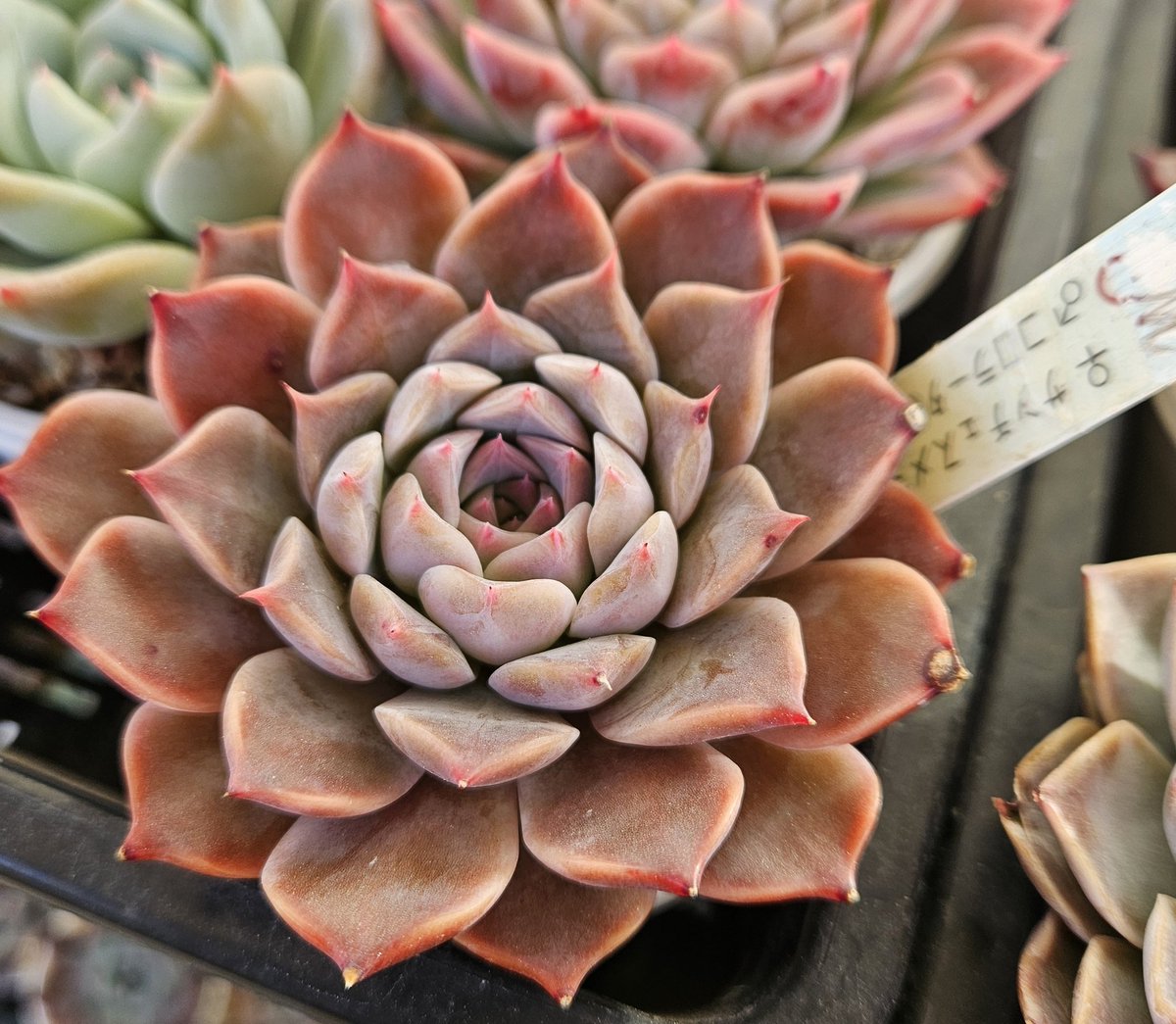 ぴよ様♡ご確認用ページ♡多肉植物 多肉植物