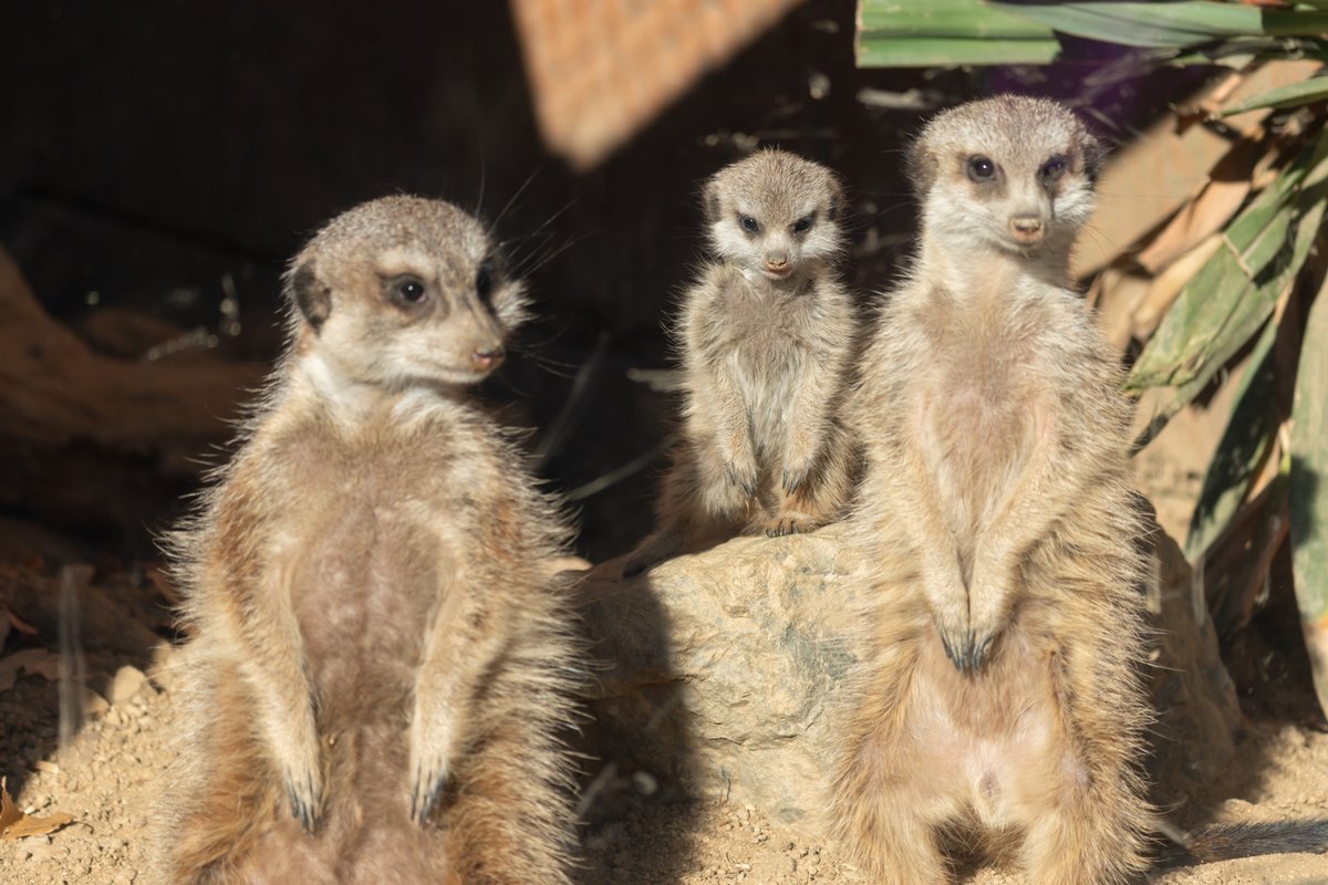 SCZの赤ちゃんその3 ミーアキャットは11月生まれ。 この日は展示開始