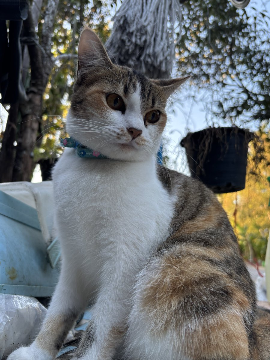 ออกมาแตะหญ้าตอนเช้ากับน้องยูกิคับ อากาศหนาวแล้วตุวฟูเยย