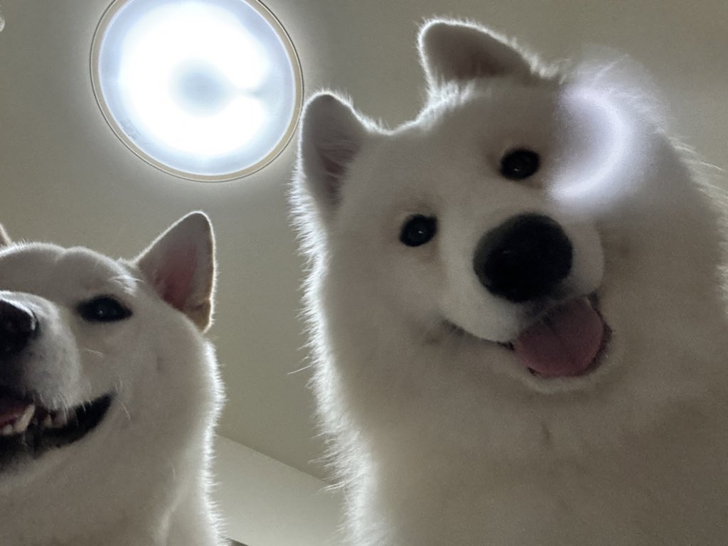 tata_haku_fuku's tweet photo. 🐻‍❄️🐻‍❄️「主人よ起きろ。散歩の時間だ。」
#白柴 #柴犬 #サモエド #サモエドスマイル https://t.co/ExFVAW0gCT