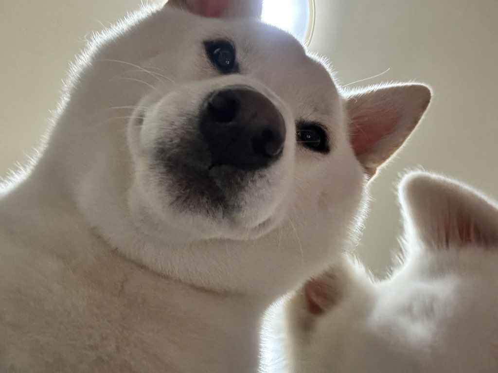 tata_haku_fuku's tweet photo. 🐻‍❄️🐻‍❄️「主人よ起きろ。散歩の時間だ。」
#白柴 #柴犬 #サモエド #サモエドスマイル https://t.co/ExFVAW0gCT