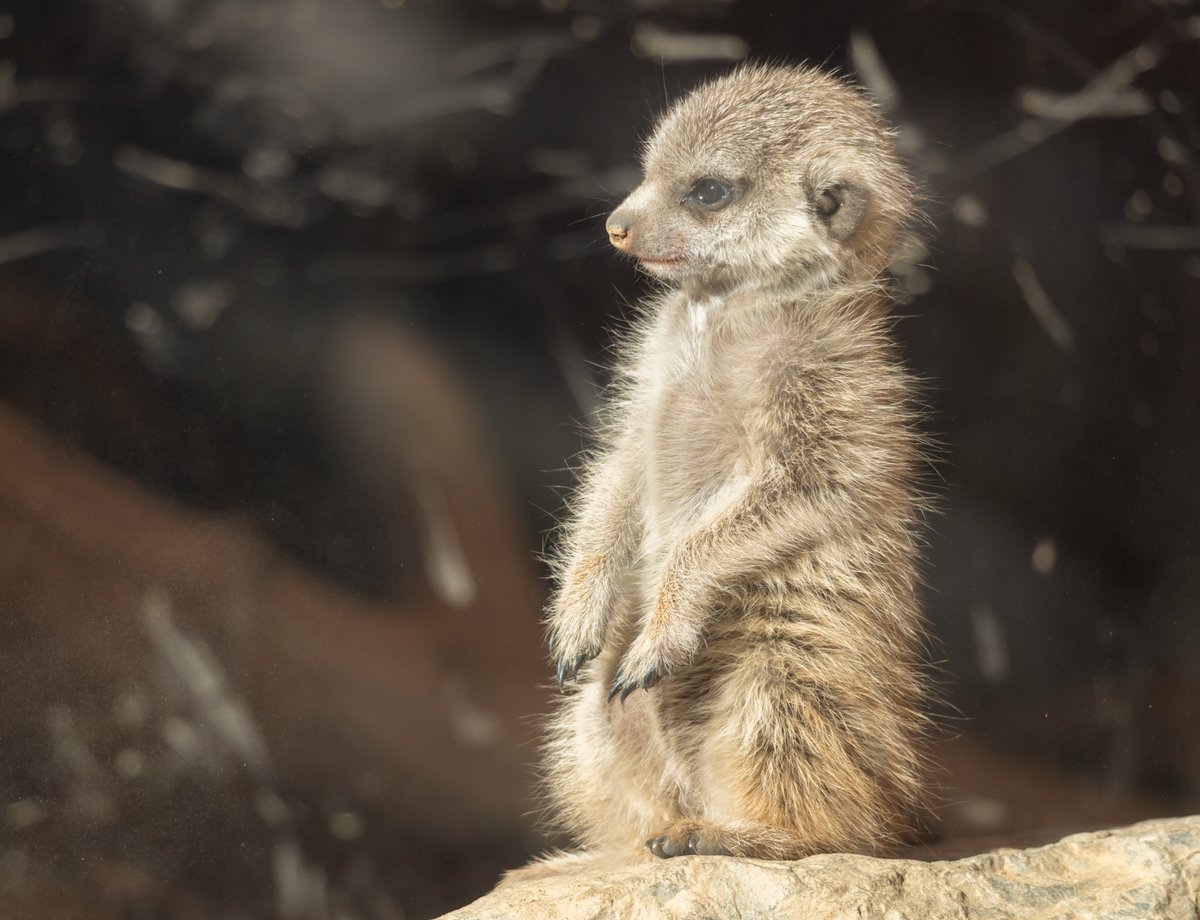 SCZの赤ちゃんその3 ミーアキャットは11月生まれ。 この日は展示開始