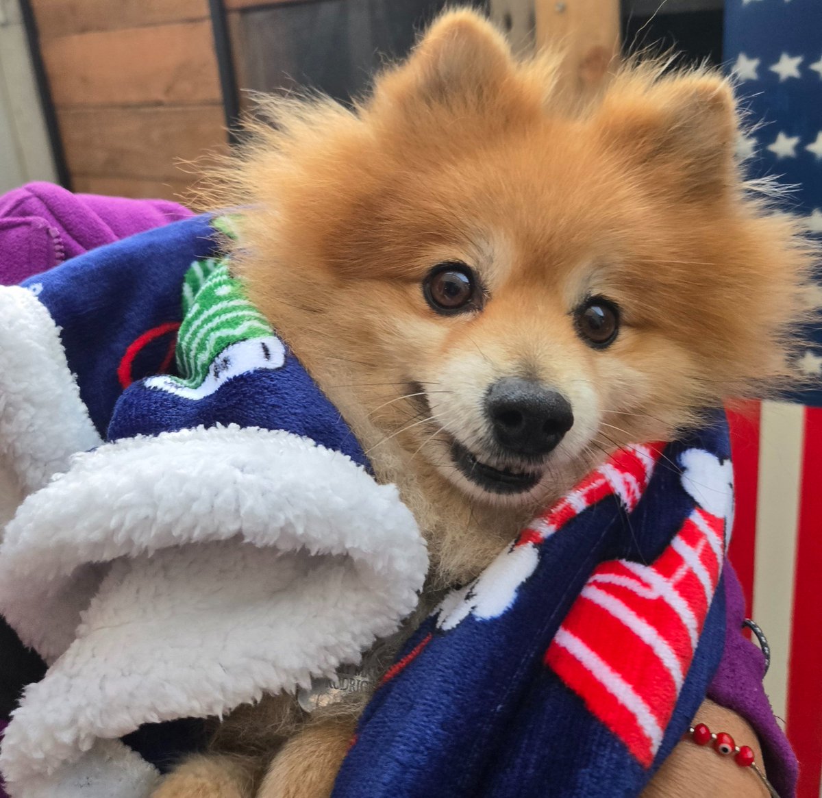 AwootisticJ's tweet image. My little hell spawn got straddled in his new blanket. I would buy him toys for Christmas but he never uses them, he just likes tennis balls so I just got him alot of wet food