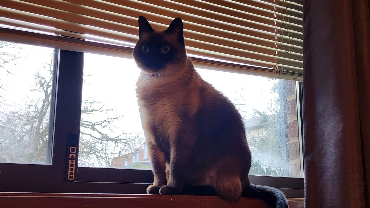 ACordovaMedia's tweet image. Tonight, I will play more Monster Hunter Wilds!  Let's see if my messing with settings helped...

#ENVtubers #Vtuber

Link in bio!