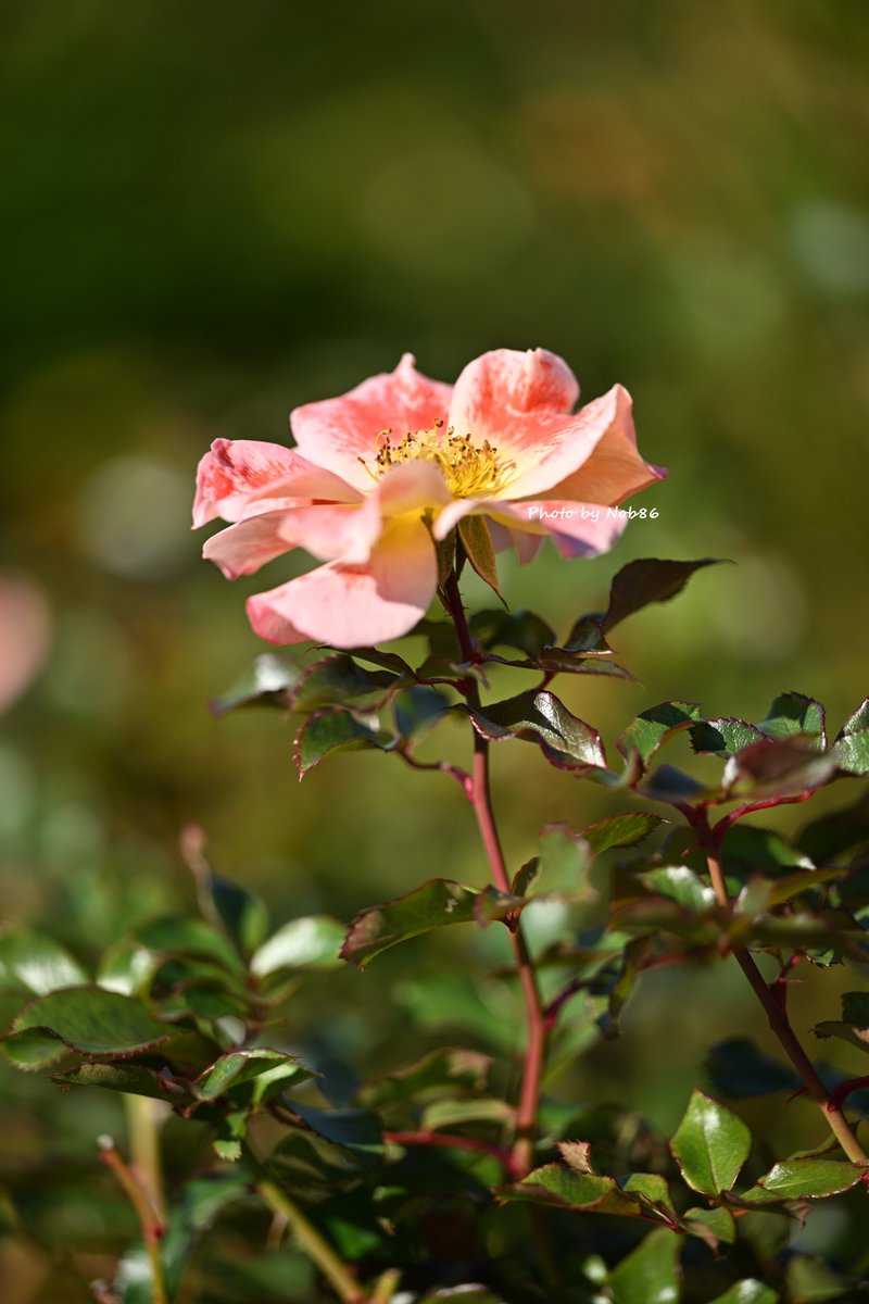 オレンジピンクのグラデーションが素敵 縦構図 Nikon Z8 + Z 70-200mm