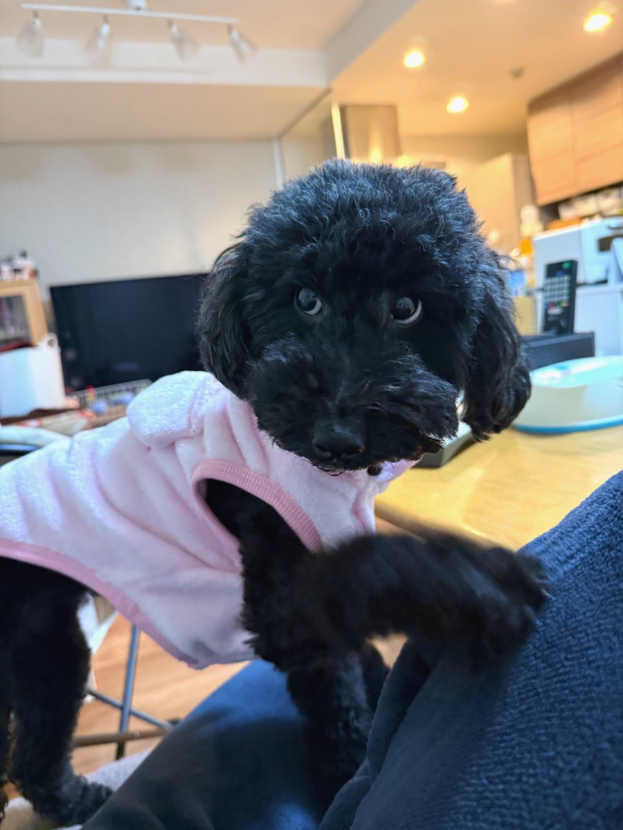 トイプーママ❤️ 庭にいるママを全力で警備するトイプードル姉妹 - YouTube