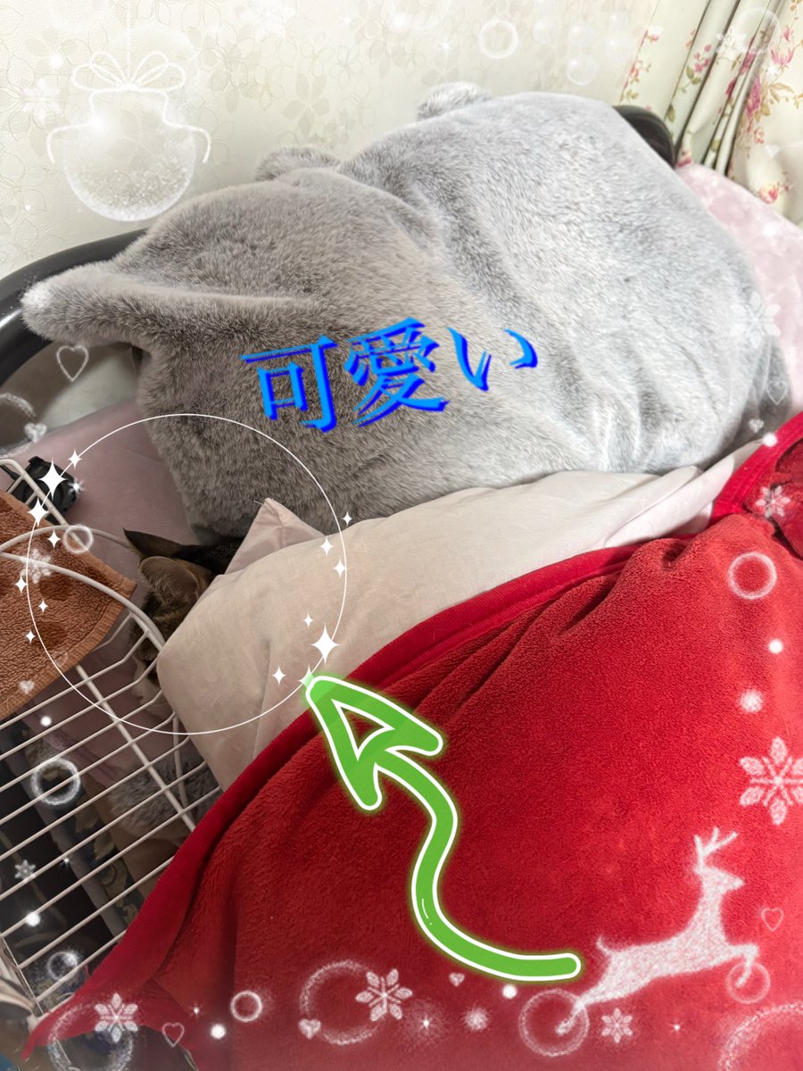 今年初の絶対起きないマンはここにいる！
とても見難いw
枕カバーが猫の手触り(耳尻尾付)なので尚更見えないw

去年から羽毛布団を毛布の下にしたのでとても温かくなって、更に布団と毛布の間が熱々になるので、絶対起きないマンは発生しているけどいつも布団の中💦

今朝は珍しく横で寝てたw