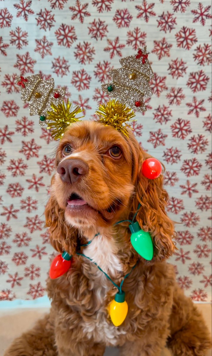 mytrustycrew's tweet image. Diego taking his Christmas duties very seriously 🎄🐶#dogdad #DogLife #dogsofX