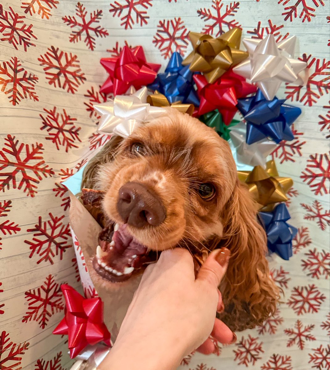 mytrustycrew's tweet image. Diego taking his Christmas duties very seriously 🎄🐶#dogdad #DogLife #dogsofX