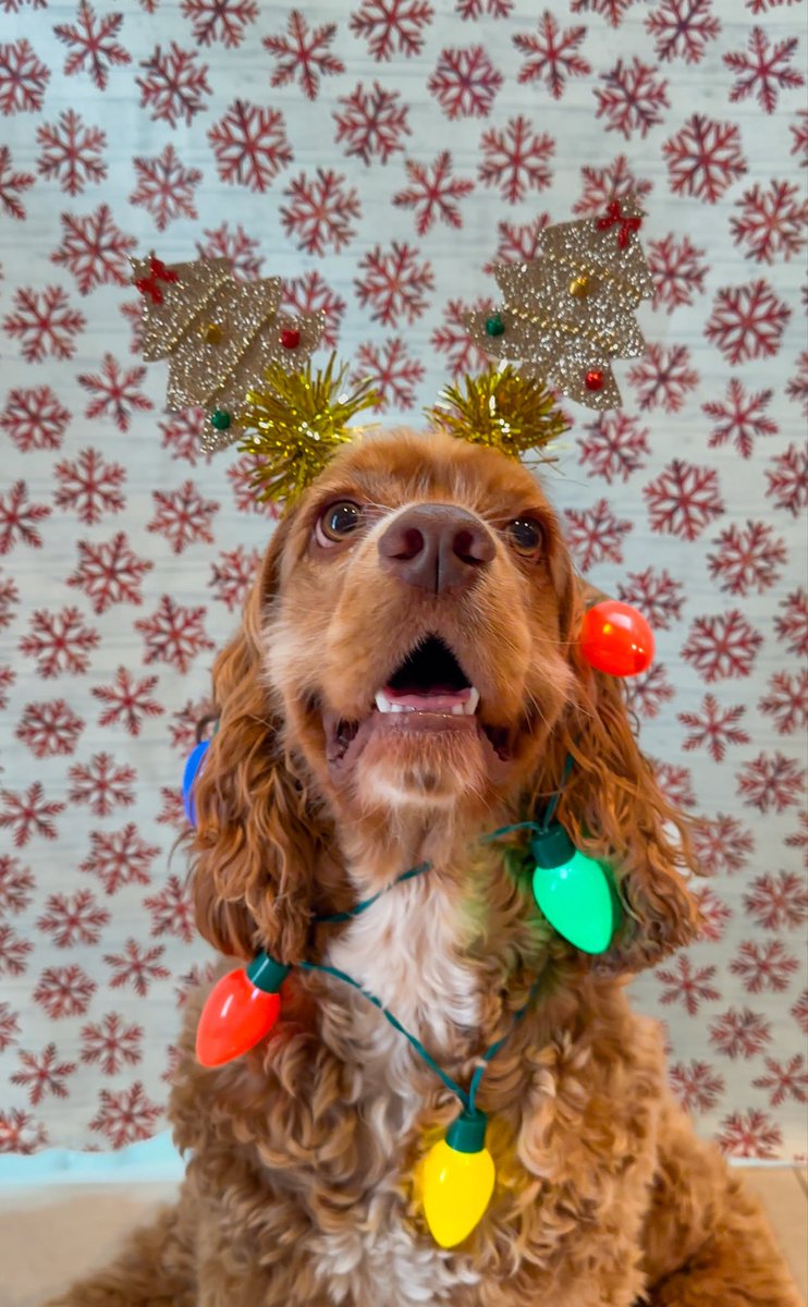 mytrustycrew's tweet image. Diego taking his Christmas duties very seriously 🎄🐶#dogdad #DogLife #dogsofX