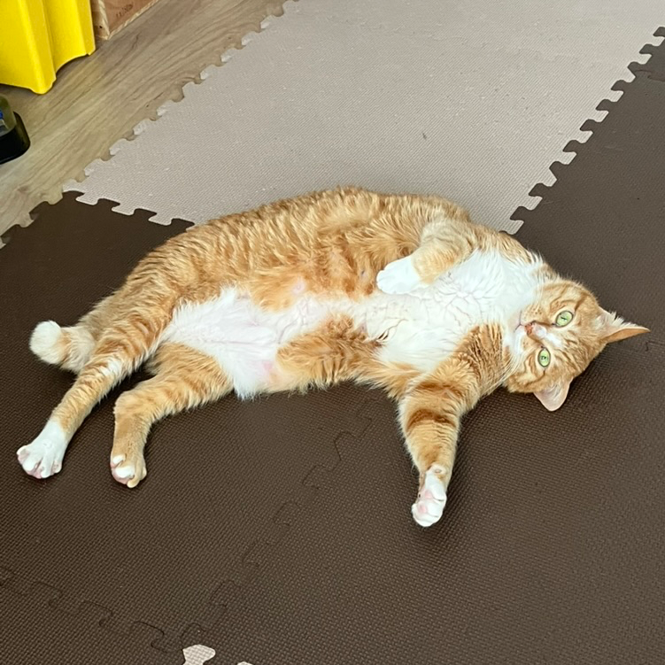 ミノ (@ColorKihara) / Posts / X